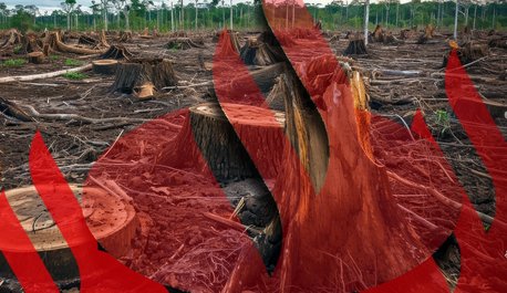 santander-e-acusado-de-financiar-desmatamento-em-massa-na-america-do-sul-revela-reportagem-do-the-guardian