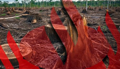 santander-e-acusado-de-financiar-desmatamento-em-massa-na-america-do-sul-revela-reportagem-do-the-guardian